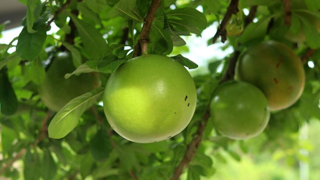 9-health-benefits-of-wood-apple-fruit-bael-embrace-the-nutritious-summer-fruit-for-digestive-health