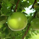 9-health-benefits-of-wood-apple-fruit-bael-embrace-the-nutritious-summer-fruit-for-digestive-health